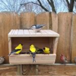 Bird Feeder